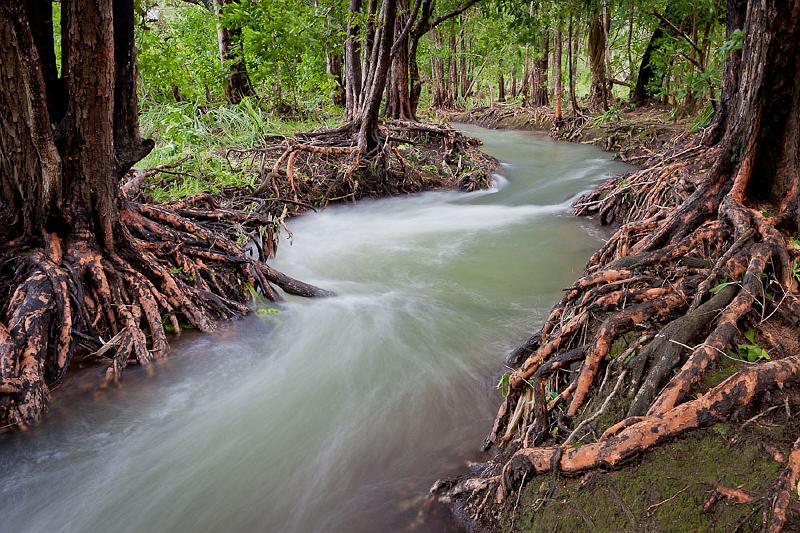 20120126-_MG_6835.jpg - Red Roots - Rapid Creek, Darwin, NT